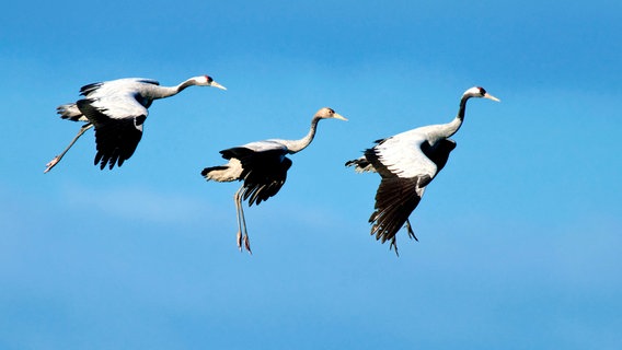 Eine Kranichfamilie setzt zur Landung an. Der Jungvogel bleibt behütet in der Mitte. Während des Herbstzuges sind die Familien oft noch zusammen. © NDR/Willi Rolfes 
