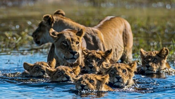 Zwei Löwinnen und ihre sechs Jungen wollen einen Bachlauf überqueren. Die Mütter sind wachsam und halten nach jeder Gefahr Ausschau. © NDR/TERRA MATER FACTUAL STUDIOS/WILDLIFE FILMS 