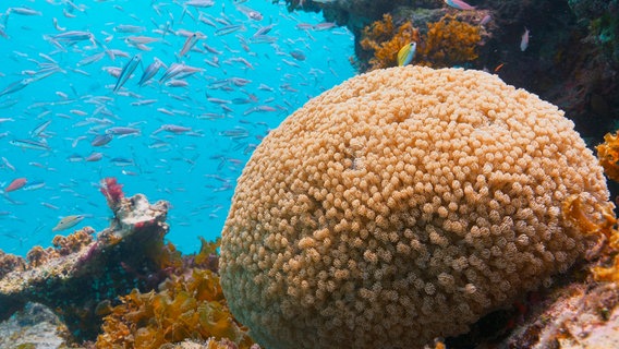 Vor Iriomotes Küste erstrecken sich artenreiche Korallenriffe. Leider haben auch diese Wun-der der Natur mit den Folgen der Klimaerwärmung und der Korallen-Bleiche zu kämpfen. © NDR Naturfilm/Doclights GmbH 