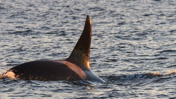 Die Rückflosse bedeutet Gefahr für Buckelwalkälber: Ein Orca nähert sich. © NDR/WDR/Kenneth Peterson 