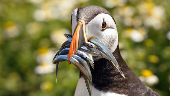 Papageitaucher sind einfach unverwechselbar. Ihre bevorzugte Beute sind Sandaale. © NDR/NDR Naturfilm/doclights/Hans-Peter Kuttler 