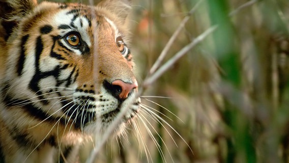 Wie auch kleine Stubentiger, pirschen sich Tigerjunge an alles an, was sich bewegt. Perfektes Training, um sich später fast lautlos ihrer Beute zu nähern. © NDR/Silverback Films 2015 
