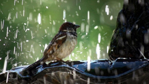 Sperlingsmännchen auf Brunnen. © NDR/kmf/Ian McCarthy 
