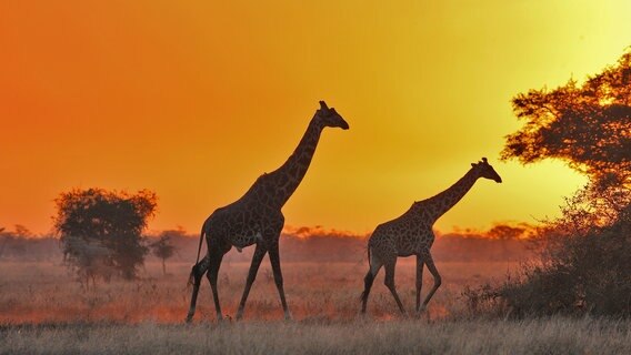 Der Serengeti Nationalpark zählt zu den größten Naturwundern der Erde. Giraffen in der Abendstimmung. © NDR/WDR/Reinhard Radke 