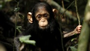 Ein kleiner Schimpanse sitzt in einem Baum. © NDR/Doclights GmbH/Blue Planet Film 