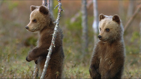 Zwei Bärenjunge im Wald © NDR Naturfilm/Goetzl&Nörenberg 