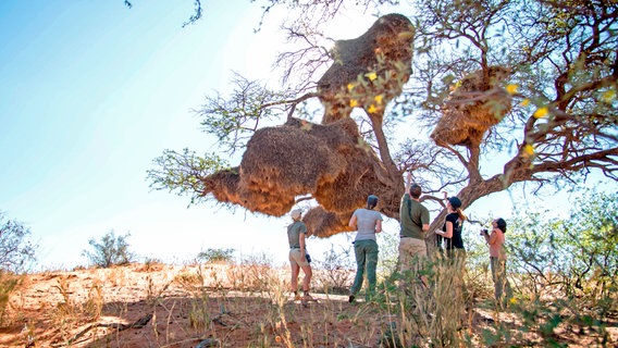 Das Film-Team sucht zusammen mit Wissenschaftlern und Rangern  nach Halsband-Zwergfalken in einem riesigen Siedelweber-Vogelnest. © WDR/Text und Bild Medienproduktion/Johann Lang 