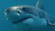 Haie existieren seit über 400 Millionen Jahren in ihrer jetzigen Form - sie sind perfekt an ihren Lebensraum angepasste Tiere. © © NDR/BLUEPLANETFILM 