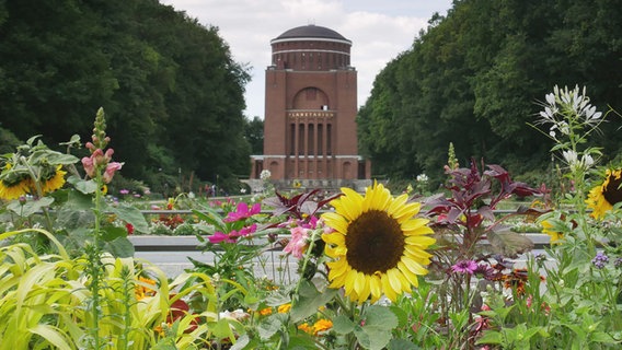Das Planetarium im Hamburger Stadtpark ist mittig im Bild, davor eine Blumenwiese mit Sonnenblumen. © NDR Foto: Eduard Valentin