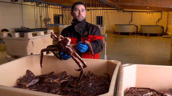 Zunächst Fluch, dann Segen: Die aus Russland eingewanderte Kamschatka-Krabbe ist für den Großhändler Gentjan Kryeziu längst ein lohnendes Geschäft geworden. © NDR/nonfictionplanet/Dragomir Radosavljevic 