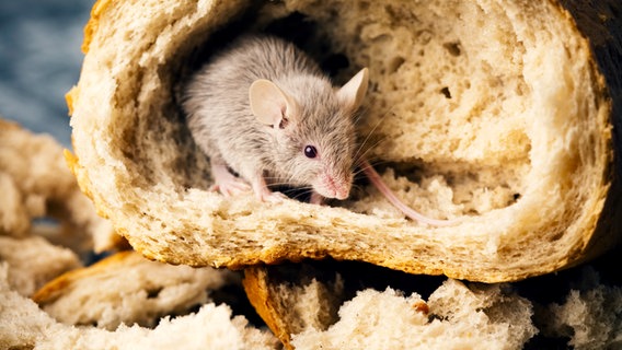 Eine Maus die sich in einen Brot gefressen hat © colourbox Foto: Jan Pietruszka