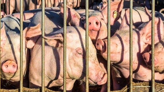 Schweine in der Freilandhaltung © fotolia.com Foto: eyetronic