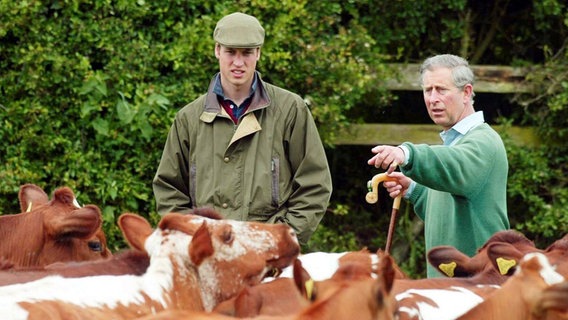 Prinz Charles und sein Sohn William inmitten einer Kuhherde auf Charles' Farm in Gloucester. © Picture-Alliance / dpa 