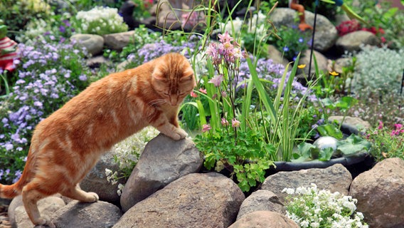 Über den neuen Gartenteich freut sich auch die Katze der Familie Armbrust. © NDR Foto: Sabine Mierisch