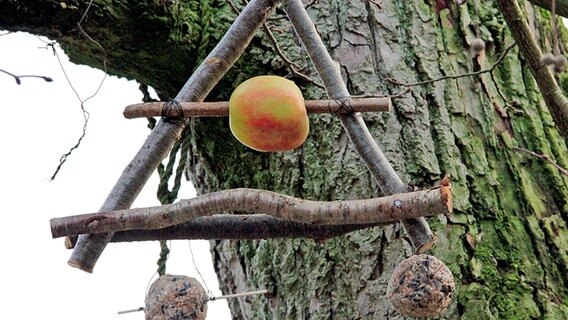 Der fertige Apfelhalter hängt im Baum, nun können die Vögel kommen! © NDR / Medienkontor Foto: Mirella Pappalardo