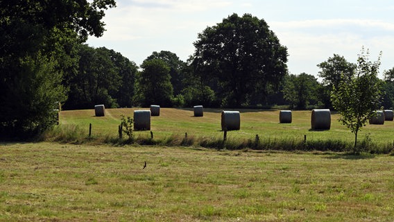 Büttenwarder-Disägn mit Ambiente: Blick auf ein Feld mit Rundballen. © NDR / Nicolas Maack 