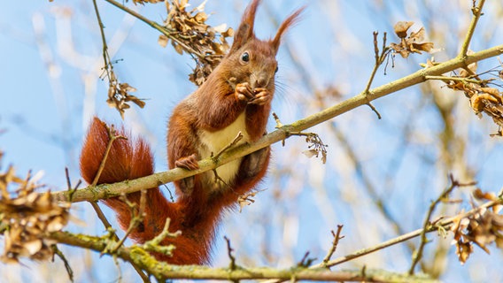 Ein Eichhörnchen hockt auf einem Ast.  Foto: Helmut Strauß aus Grevesmühlen