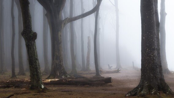 Gespensterwald in Nienhagen mit Nebel  Foto: Heiko Pockrandt-Esch aus Rostock