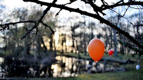 Im Kurpark in Juliusruh auf Rügen ist ein Baum schon liebevoll mit Eiern geschmückt, welche Regentropfen tragen. Im Hintergrund ist die Sonne schon zu sehen.  Foto: Corinna Schaak