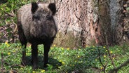 Ein Wildschwein steht im Wald.  Foto: Anett Miske aus Nossentiner Hütte