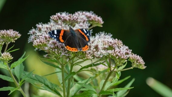 Ein Schmetterling im Landschaftspark Pansevitz auf Rügen. © NDR Foto: Hartmut Heidrich aus Stralsund