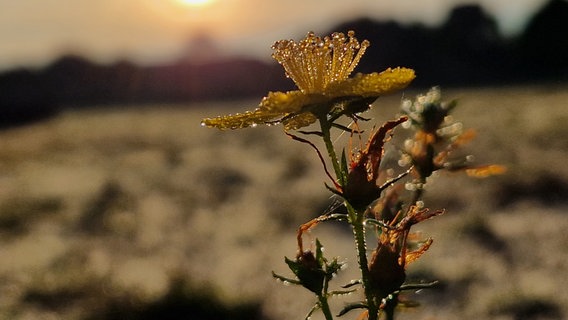 Im Septemberlicht glänzen noch die letzten Blüten im Morgentau. © NDR Foto: Karin Schmietendorf aus Kritzkow