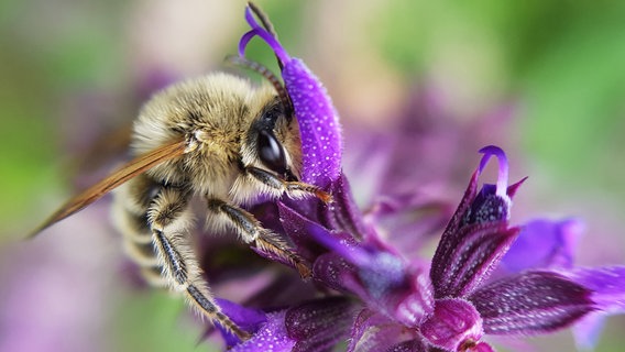Eine Biene sitzt auf einer lila Blüte © NDR Foto: Angela Kittelmann aus Stavenhagen