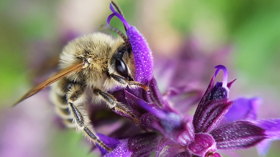 Eine Biene sitzt auf einer lila Blüte Eine Biene sitzt auf einer lila Blüte © NDR Foto: Angela Kittelmann aus Stavenhagen