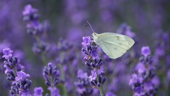 Kohlweißling auf Lavendel © NDR Foto: Solveig Rogalski aus Ferdinadshof