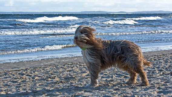 Ein Hund steht am windigen Ostseestrand. © NDR Foto: Günter Kamp aus Greifswald