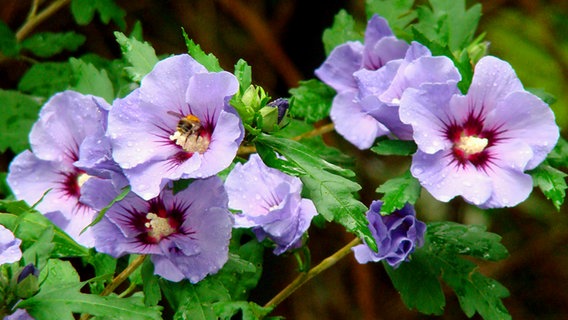 Hibiskusblüten bei der Dierkower Mühle © NDR Foto: Christopher Motz aus Zepelin