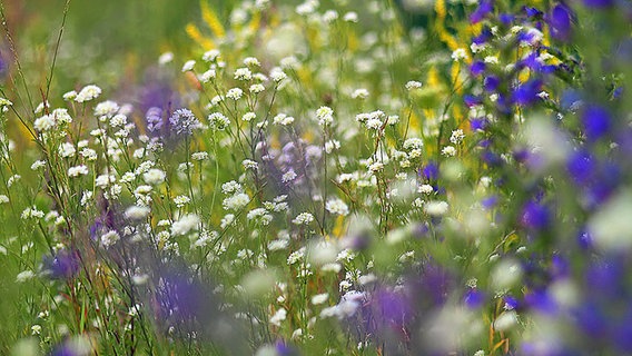 Eine Auswahl an Wildblumen. © NDR Foto: Helgard Schnabel aus Neubrandenburg