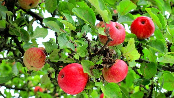 Äpfel hängen an einem Baum. © NDR Foto: Rosemarie Meier aus Stralsund