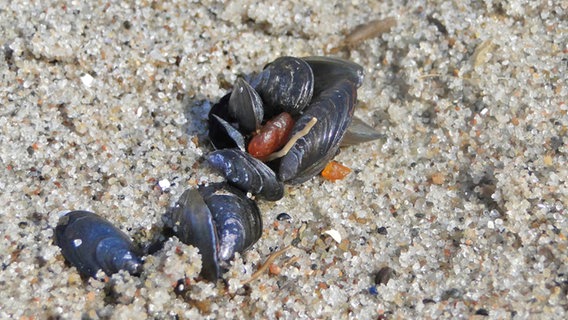 Muscheln und Bernsteine am Strand Muscheln und Bernsteine am Strand © NDR Foto: Sandra Herold aus Dierhagen