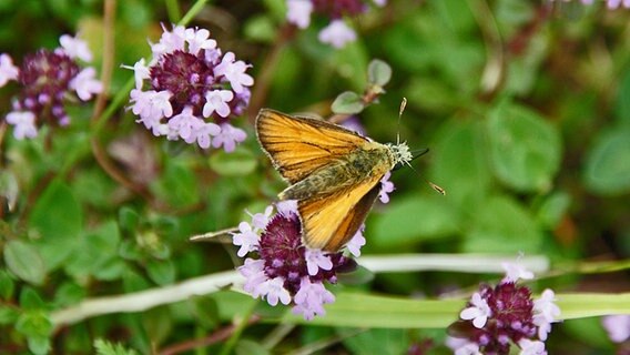 Schmetterling auf wildem Thymian © NDR Foto: Peter Schumacher aus Neuhof