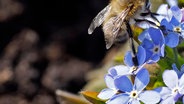 Eine Biene sitzt auf einer Blüte © NDR Foto: Robert Auer aus Schwerin