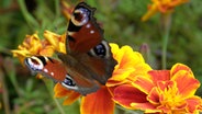 Ein Schmetterling sitzt auf einer Tagetes © NDR Foto: Brunhild Hering aus Kraak