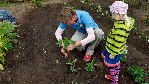 Peter Rasch pflanzt Erdbeeren. Neben ihm steht ein Mädchen. © NDR Foto: Udo Tanske