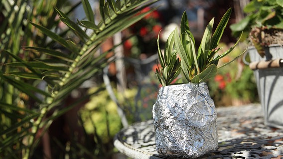 Oleanderzweige in einem mit Aluminiumfohle umwickelten Glas  