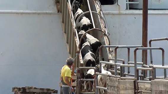 Rinder werden eine Rampe auf ein Schiff hoch getrieben. © Animal Welfare Foundation 