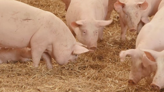 Schweinehaltung auf Stroh. © NDR 