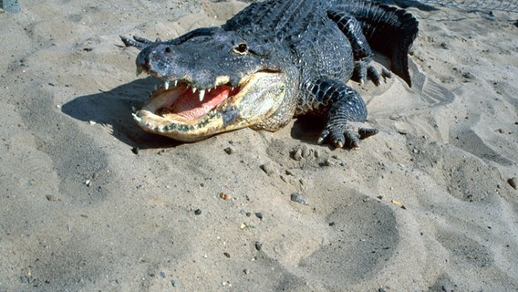 Ein Krokodil am Elbstrand © NDR 