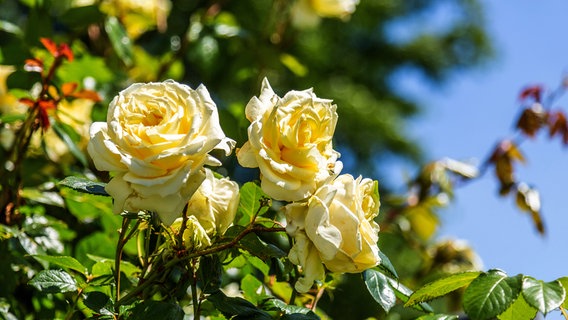 Es gibt etwa 250 Rosenarten und tausende Sorten. © NDR/Udo Tanske 