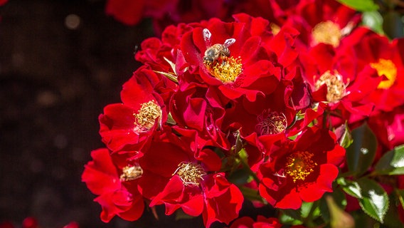 Eine bienenfreundliche Rose, deren Blüten eine offene Mitte haben, sodass die Bienen die Staubgefäße leicht erreichen können. © NDR/Udo Tanske 