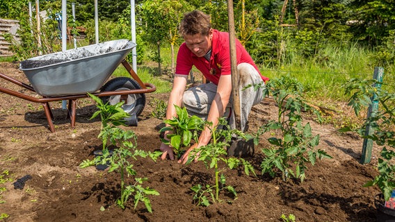 Peter Rasch pflanzt Tomaten ins Freiland. © NDR/Udo Tanske 
