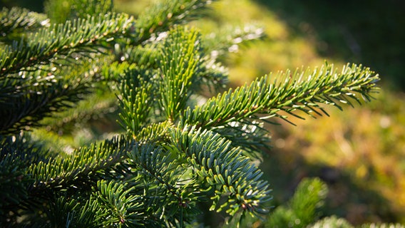 Der Zweig eines Nadelbaums © NDR Foto: Udo Tanske