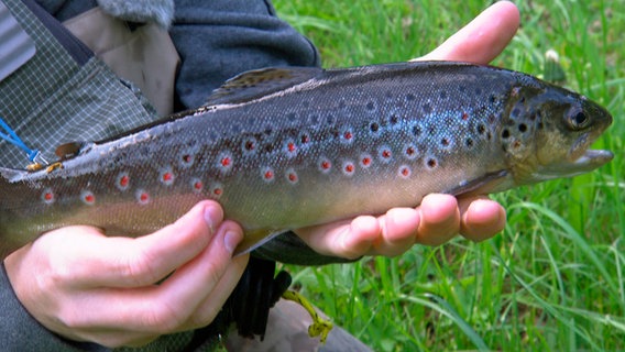 Traumfisch Bachforelle. Die Bode bei Thale ist ein Paradies für Fliegenfischer. © NDR/Heinz Galling 