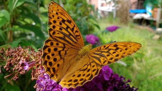 Ein Schmetterling, gelandet auf einer Blume. © Frank Bracker Foto: Frank Bracker