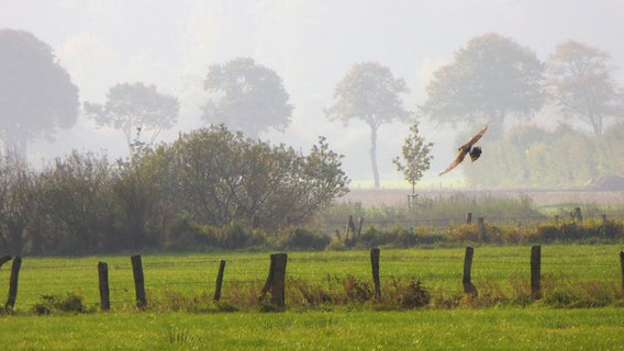 Ein Vogel fliegt über eine neblige Wiese im Naturpark Aukrug. © NDR Foto: Hartmut Ralf