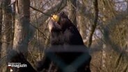 Ein Kragenbär holt sich einen Apfel vom Baum im Tierschutzzentrum Weidefeld. © NDR 